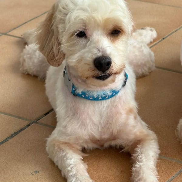 ✨️ QORMI ✨️ 🐶