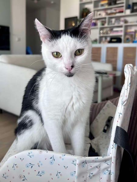 ELZA ET SES 4 CHATONS