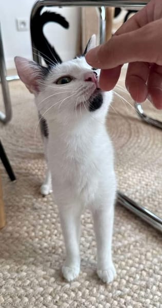 ELZA ET SES 4 CHATONS