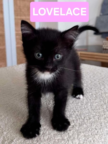 ELZA ET SES 4 CHATONS