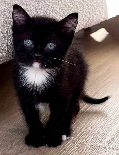 ELZA ET SES 4 CHATONS