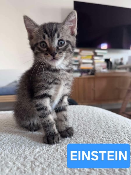 ELZA ET SES 4 CHATONS