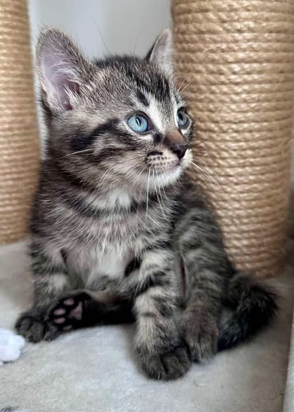 ELZA ET SES 4 CHATONS