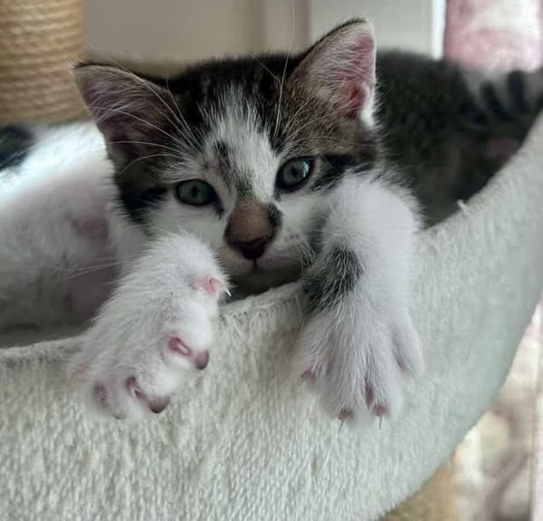 ELZA ET SES 4 CHATONS
