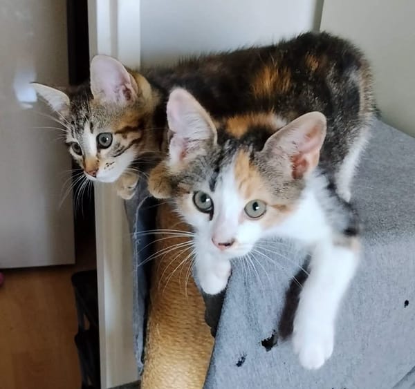 CEIKO ET KAE À ADOPTER ENSEMBLE
