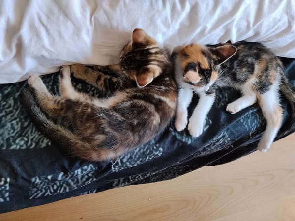 CEIKO ET KAE À ADOPTER ENSEMBLE