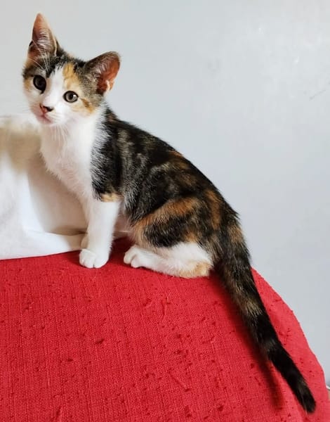 CEIKO ET KAE À ADOPTER ENSEMBLE