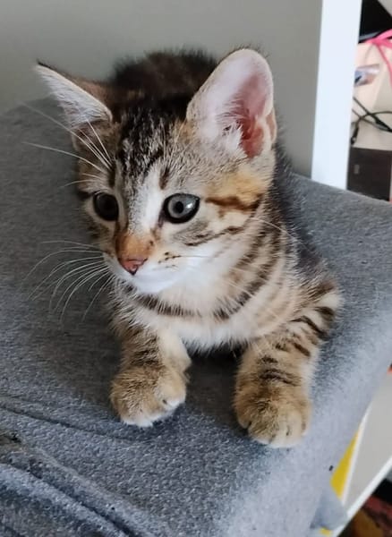 CEIKO ET KAE À ADOPTER ENSEMBLE