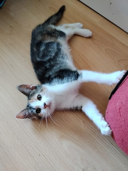 CEIKO ET KAE À ADOPTER ENSEMBLE
