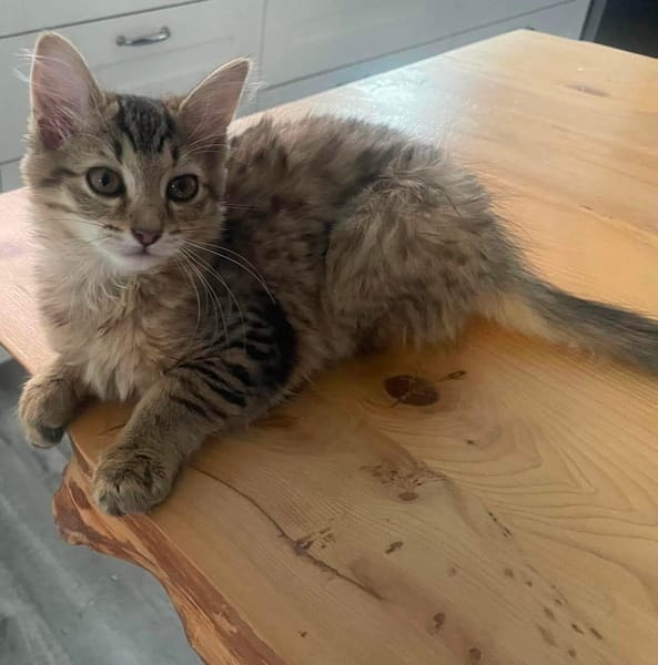 COPA ET CABANA A ADOPTER EN DUO OU SEUL SI DÉJÀ UN CHAT PRÉSENT CHEZ VOUS