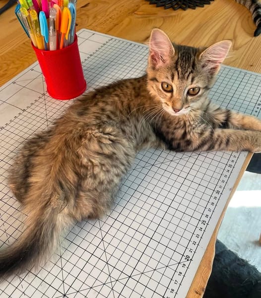 COPA ET CABANA A ADOPTER EN DUO OU SEUL SI DÉJÀ UN CHAT PRÉSENT CHEZ VOUS