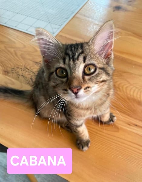 COPA ET CABANA A ADOPTER EN DUO OU SEUL SI DÉJÀ UN CHAT PRÉSENT CHEZ VOUS