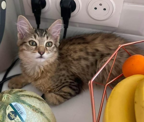 COPA ET CABANA A ADOPTER EN DUO OU SEUL SI DÉJÀ UN CHAT PRÉSENT CHEZ VOUS