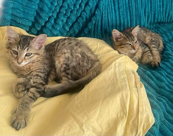 COPA ET CABANA A ADOPTER EN DUO OU SEUL SI DÉJÀ UN CHAT PRÉSENT CHEZ VOUS