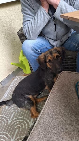 Kleine Paula sucht Familie