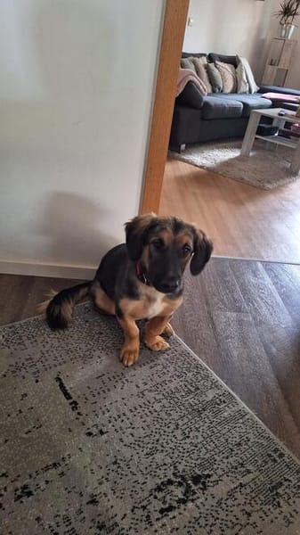 Kleine Paula sucht Familie