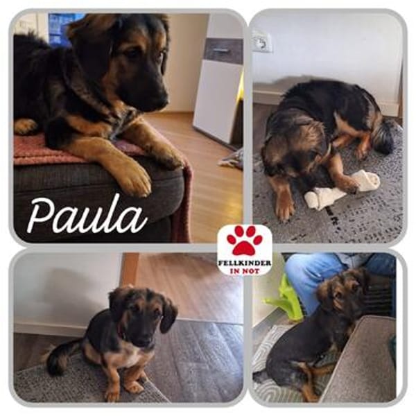 Kleine Paula sucht Familie