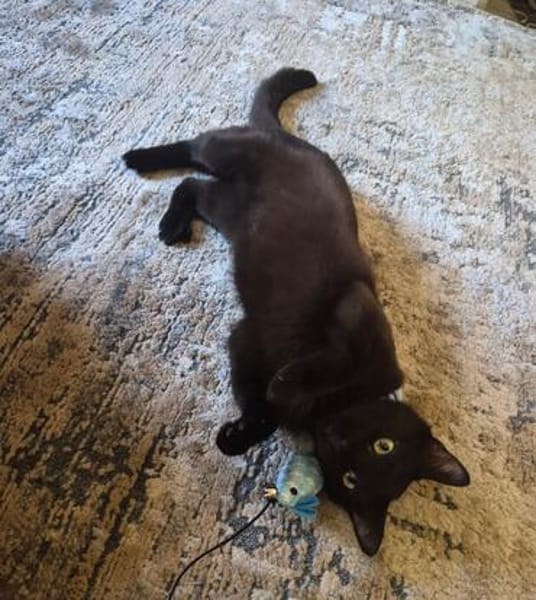 Verschmuster Kater MOZAMBIQUE sucht Zuha