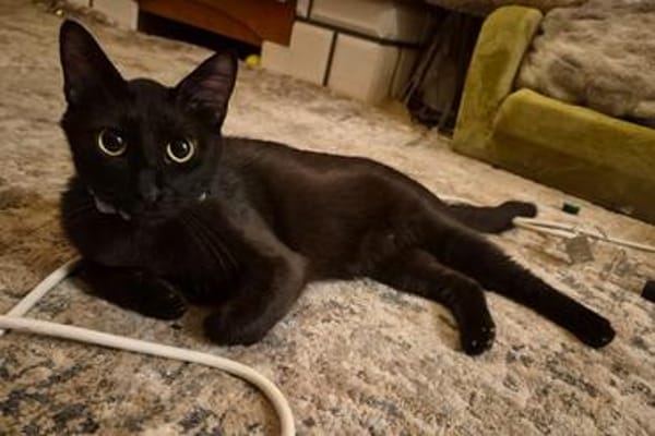 Verschmuster Kater MOZAMBIQUE sucht Zuha
