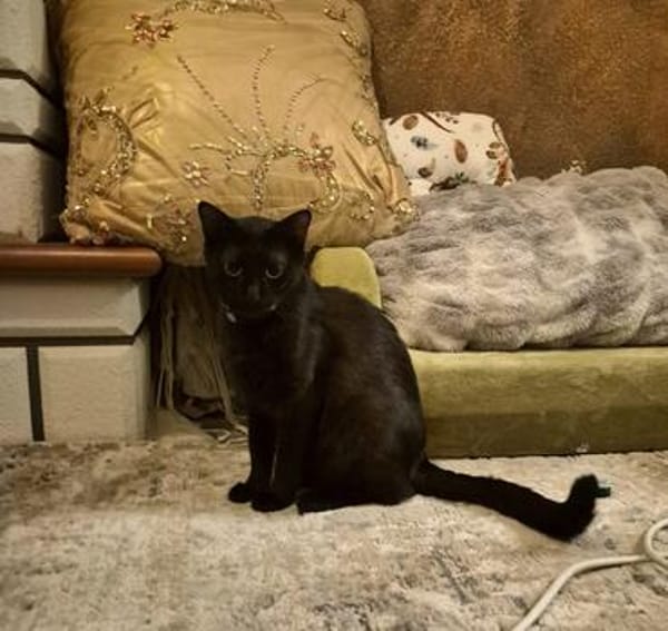 Verschmuster Kater MOZAMBIQUE sucht Zuha