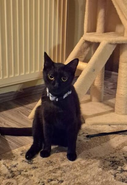 Verschmuster Kater MOZAMBIQUE sucht Zuha