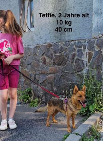 Teffie, 2 Jahre alt sucht ein Zuhause
