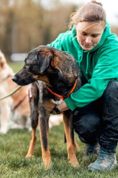 Scooby - sensibler Herzenshund