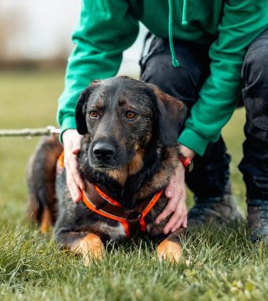 Scooby - sensibler Herzenshund