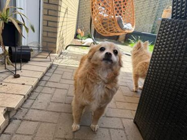 Lotti - Zuhause gesucht