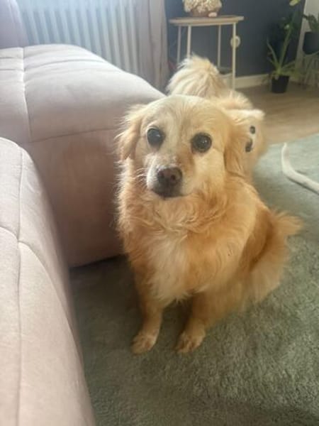 Lotti - Zuhause gesucht