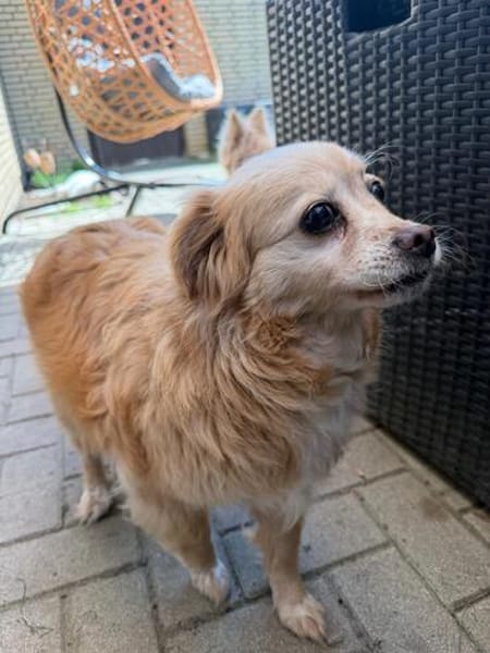 Lotti - Zuhause gesucht