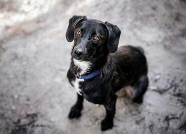 Sally - ist kein Hund für jeden