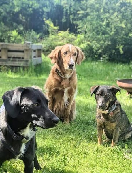 Sally - ist kein Hund für jeden