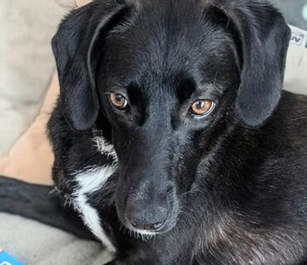 Sally - ist kein Hund für jeden