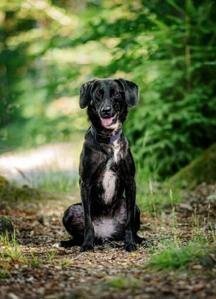 Sally - ist kein Hund für jeden