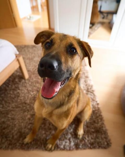Niko sucht sein Körbchen für immer❣