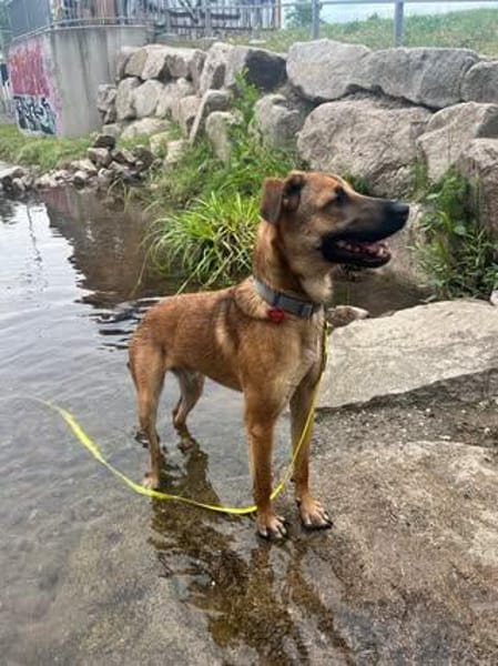 Niko sucht sein Körbchen für immer❣