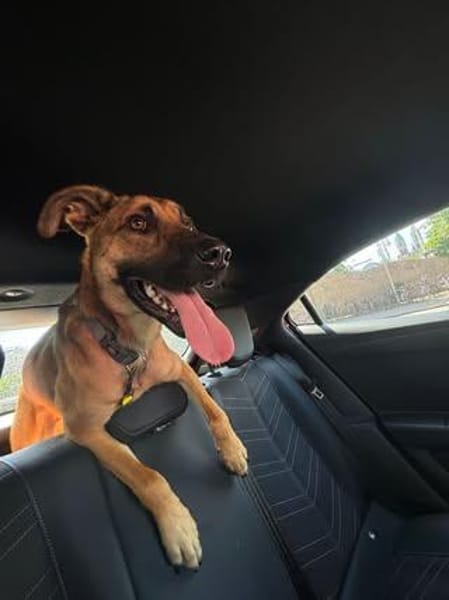 Niko sucht sein Körbchen für immer❣