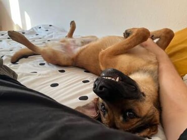 Niko sucht sein Körbchen für immer❣