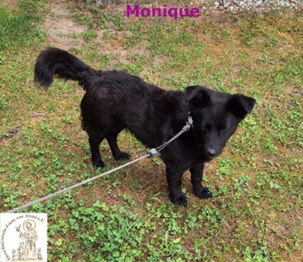 Monique  die schlaue kleine Maus