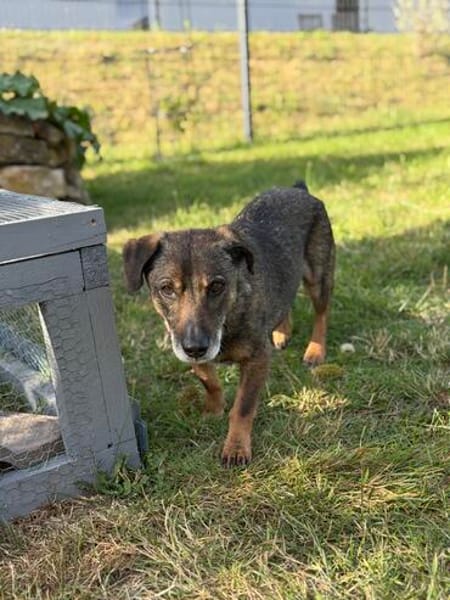 Pablo - Zuhause gesucht