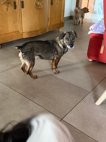 Pablo - Zuhause gesucht