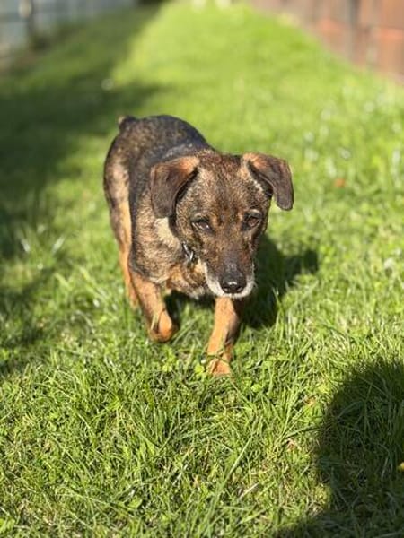 Pablo - Zuhause gesucht