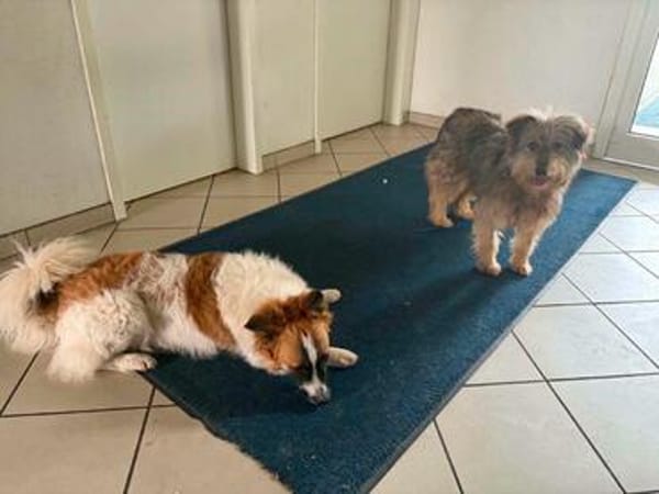 hübsche Shyla auf PS in 91247 Vorra