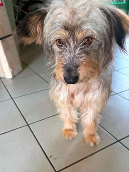hübsche Shyla auf PS in 91247 Vorra