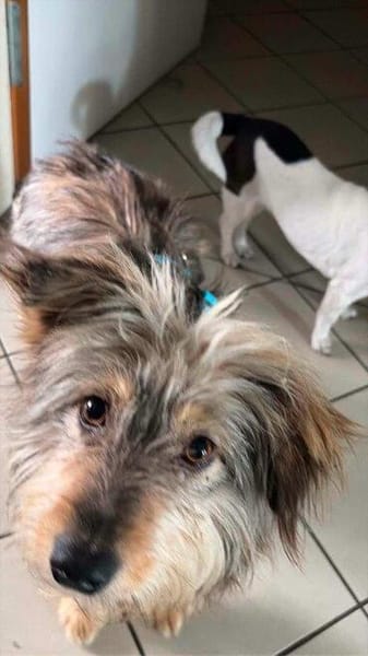 hübsche Shyla auf PS in 91247 Vorra