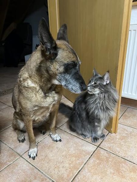 Nala und Murphy aus dem Tierschutz