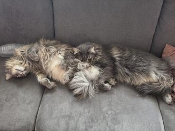 Nala und Murphy aus dem Tierschutz