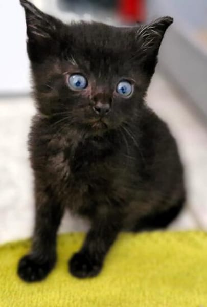Katzenkind MINO
