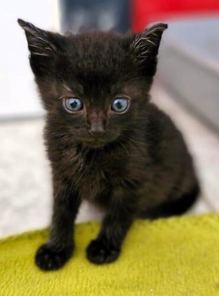 Katzenkind MINO